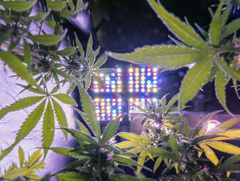 a photo of cannabis plants under a full spectrum LED light