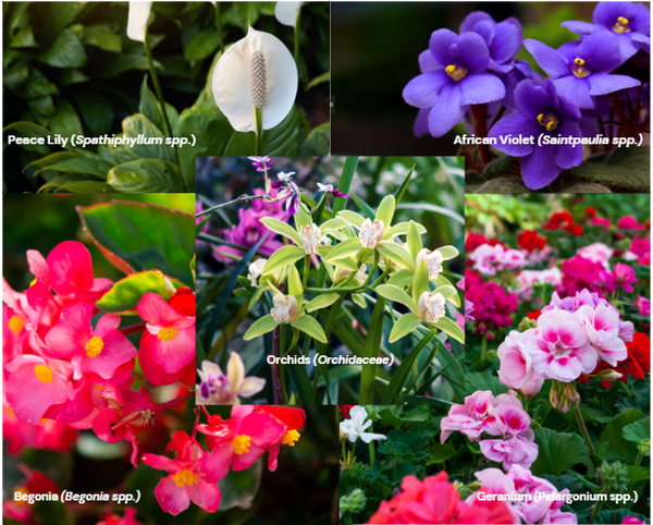 a photo collage of flowers in bloom