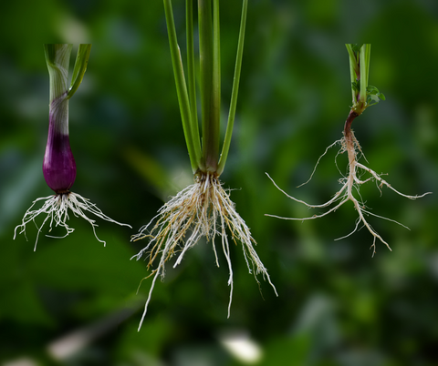 a photo collage of fibrous roots