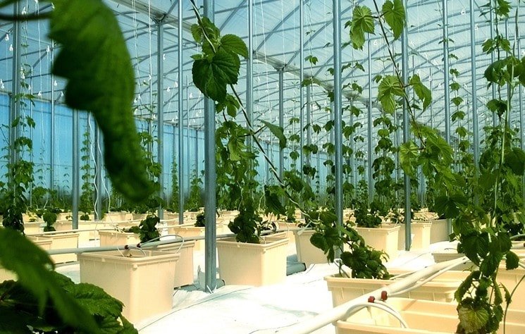 Warehouse full of large growing plants