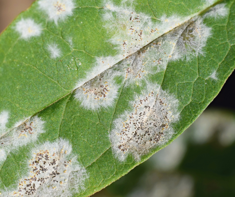 a photo of a leaf with mildew