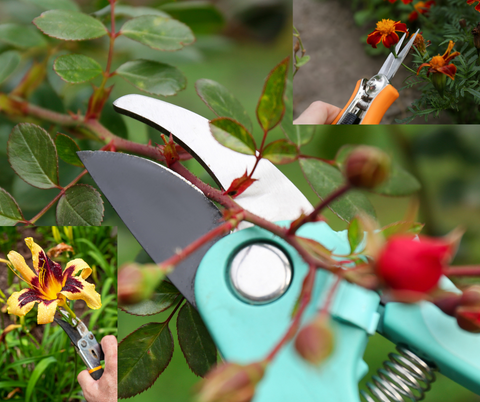 a photo collage of plants being pruned