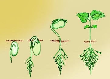 Illustration of seed growth phases