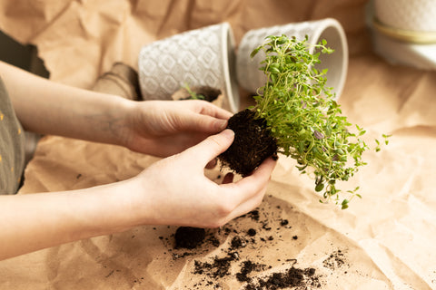 transplanting thyme plant