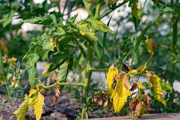 Yellowing or Curling Leaves