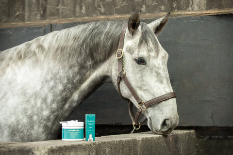 Horse stood next to our CBD oil and Topical balm