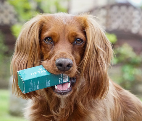 Cocker Spaniel holding our CBD oil for dogs in her mouth