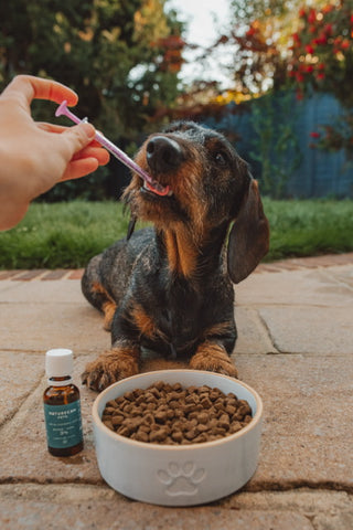 Dog sat in front of dog bowl being given CBD through a syringe