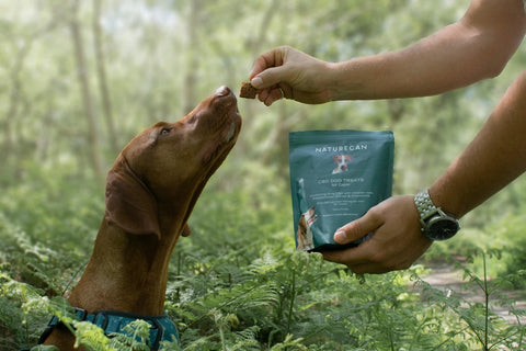 Dog in the woods being handed a CBD Dog Treat