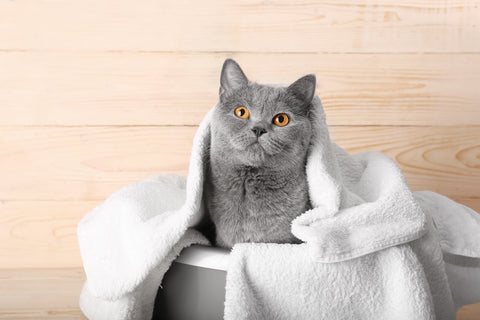 Kat tørrer sig i et håndklæde efter brug af katteshampoo