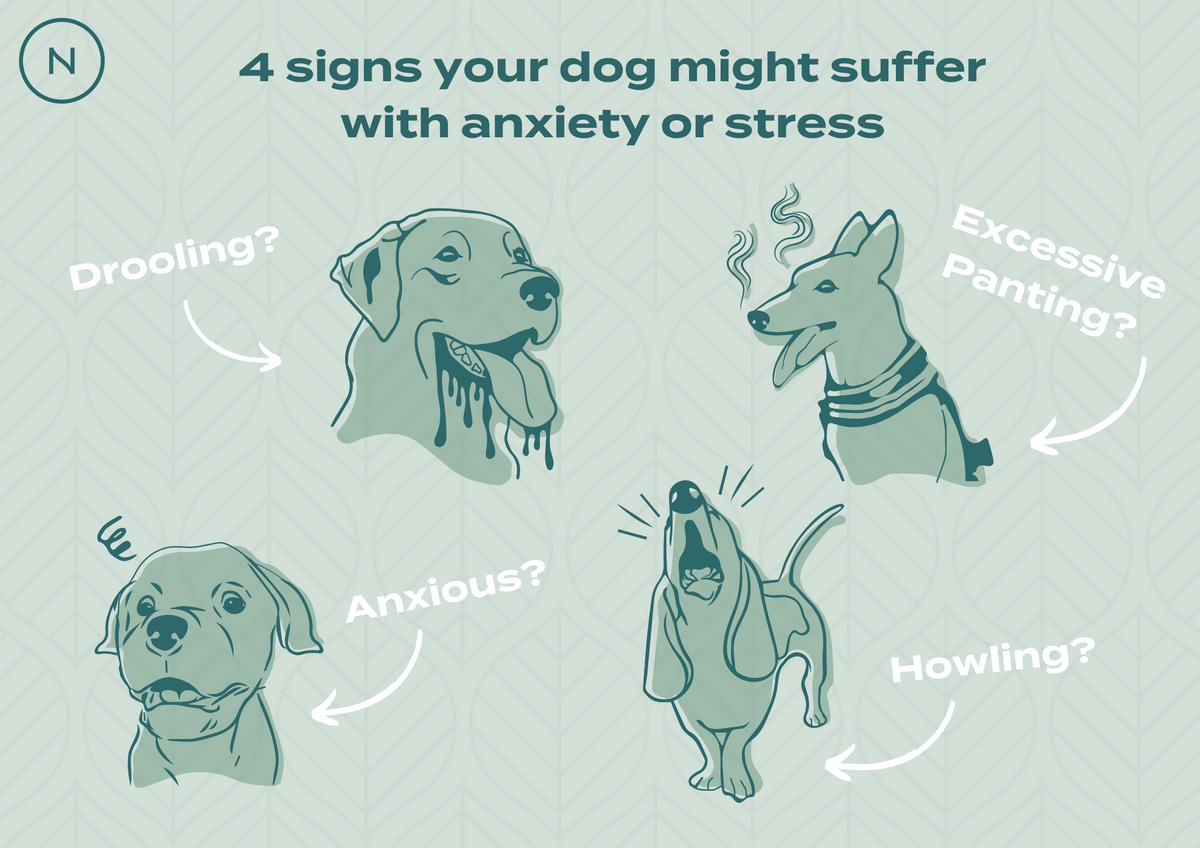 is drooling a sign of anxiety in dogs