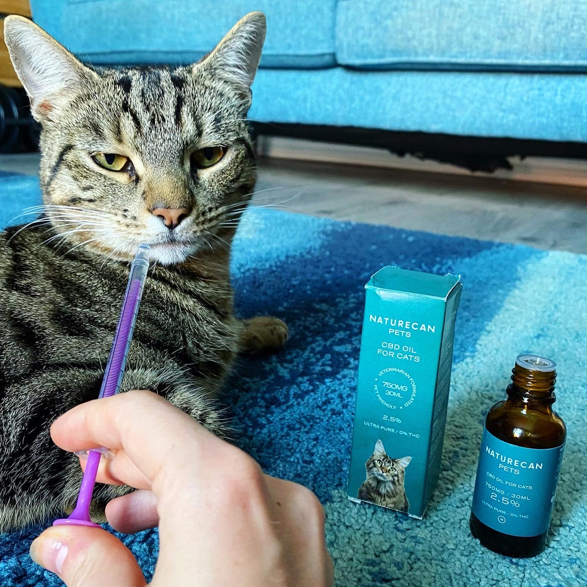 Lady giving her tabby cat CBD oil