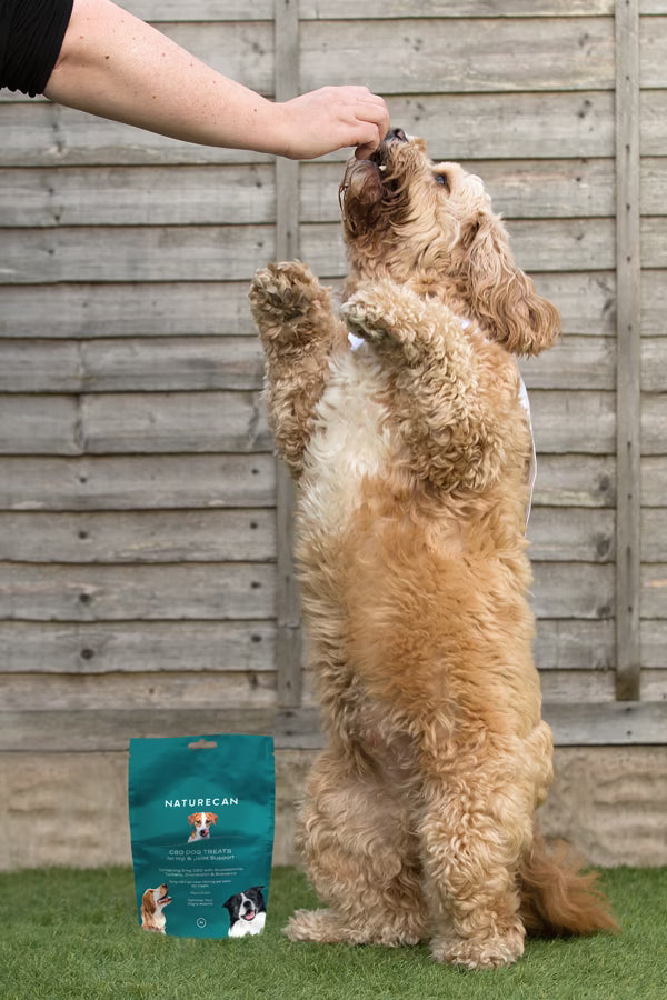 Cockpoo doing the trick 'sitting pretty' next to a bag of CBD Dog Treats