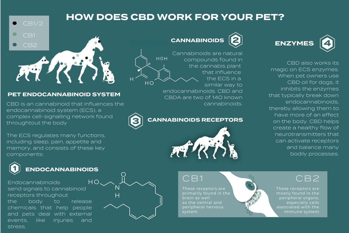 Endocannabinoide systemet