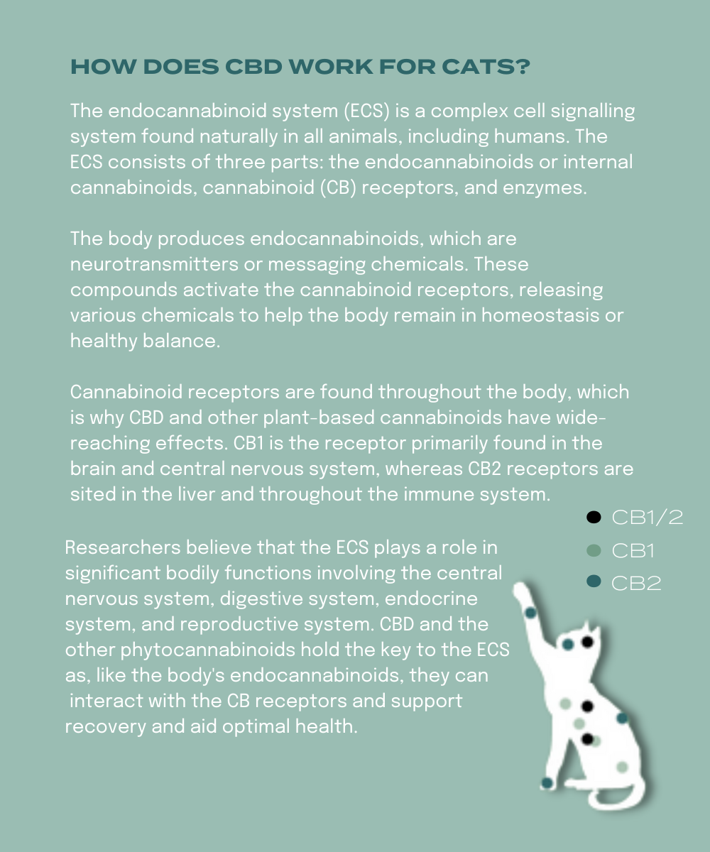 How does CBD work for cats?