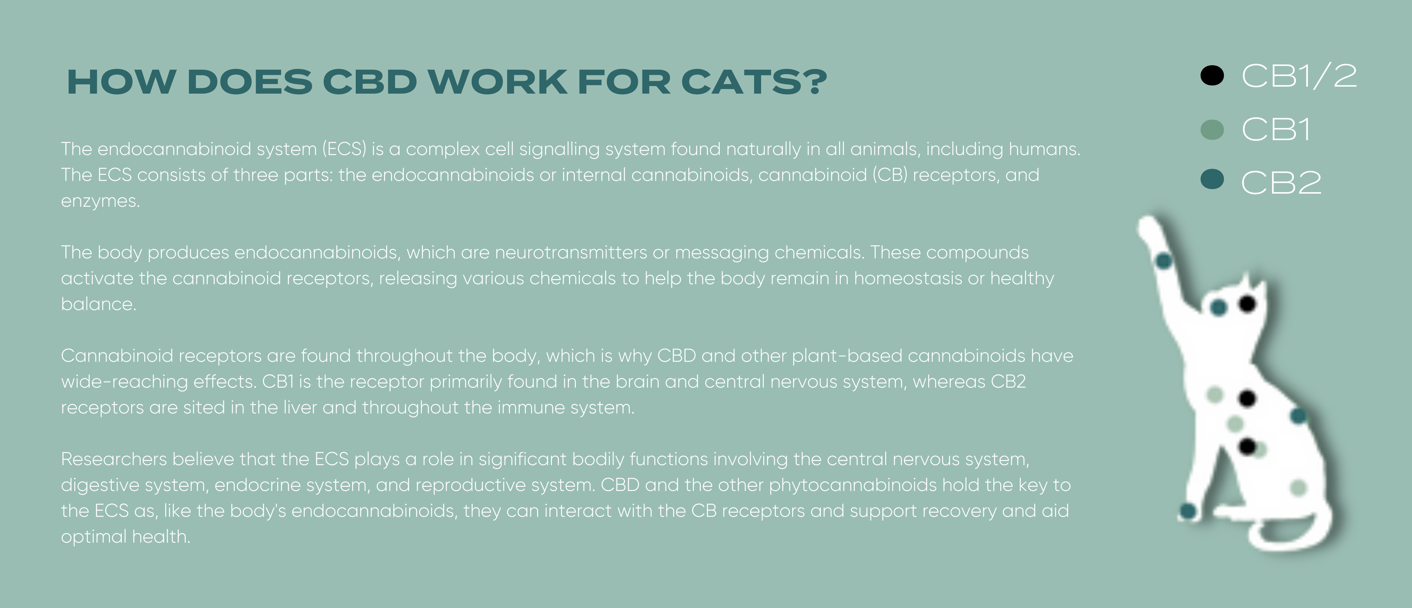 How does CBD work for cats