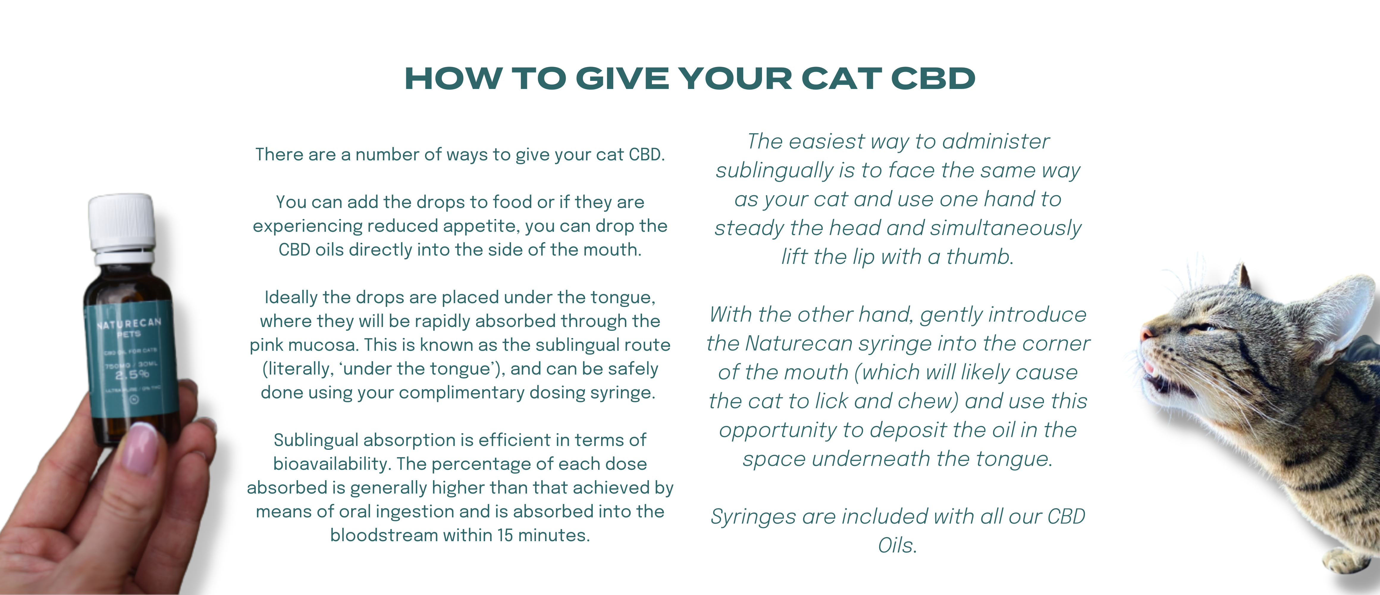 How to give your cat CBD oil 