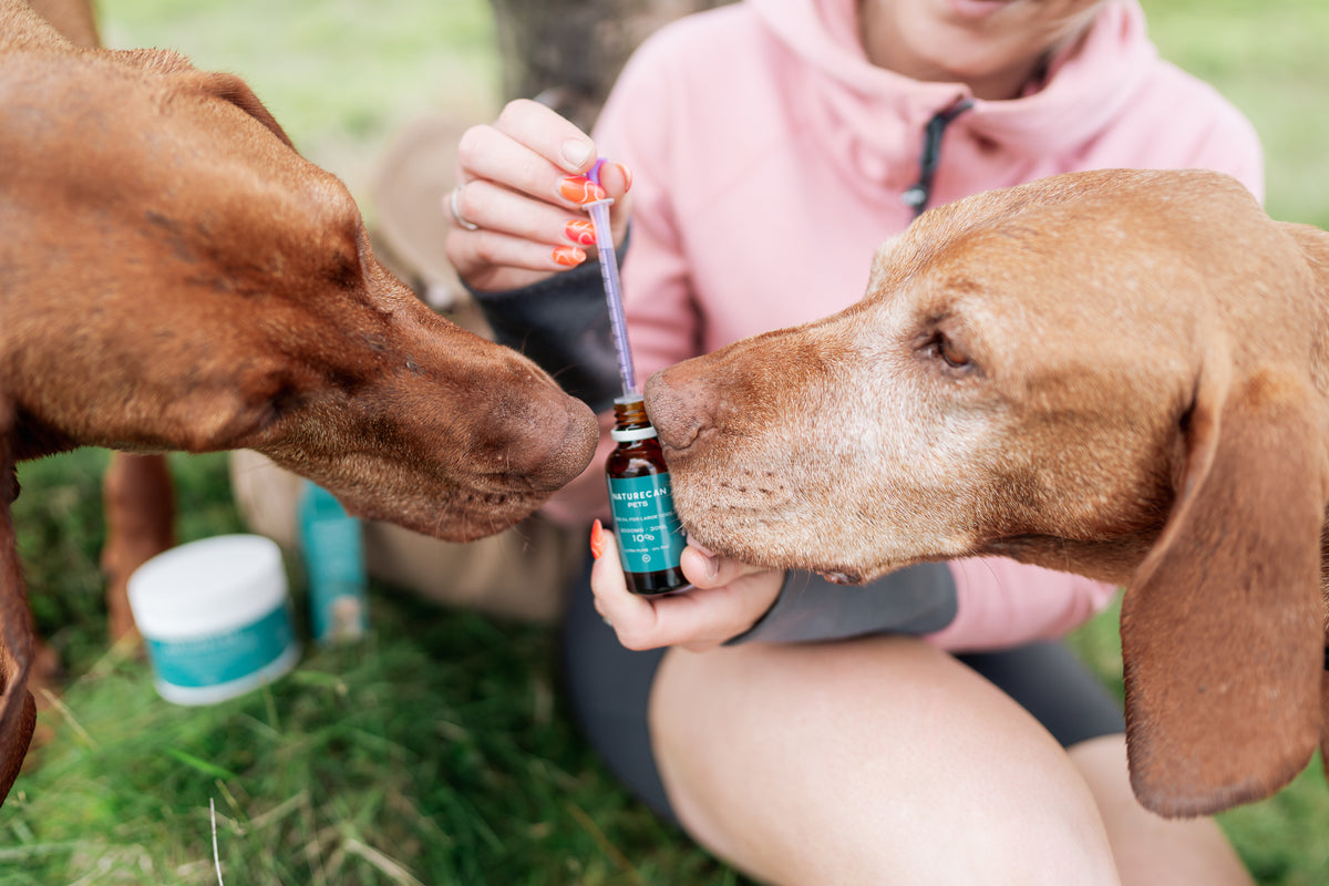 Two Vizsla's sniffing our CBD oil for dogs 