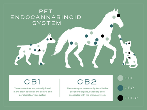 Infographic detailing the pet Endocannabinoid system