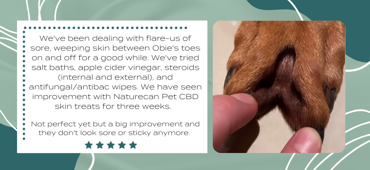 Review of Dog Owner who's dog suffers with skin irritation