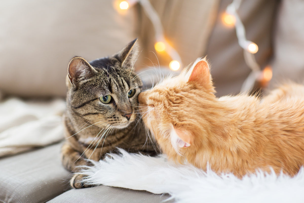 Ginger cat touching tabby cat face