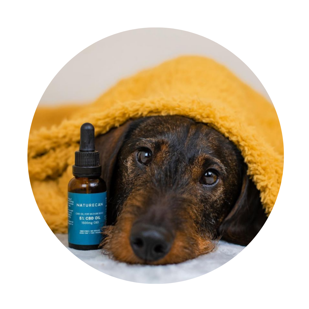 Dachshund laying under blanket next to CBD oil