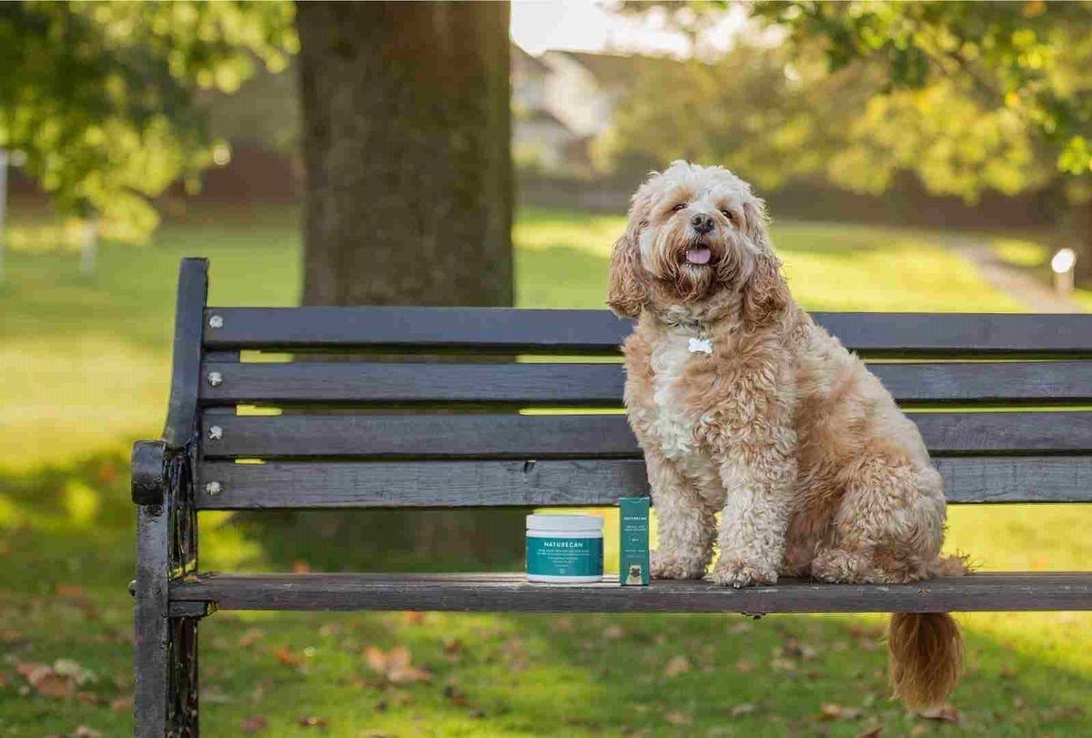 Dog Sat on Bench with Naturecan Pet Products