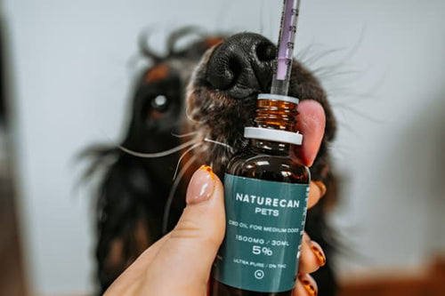 cbd para cães