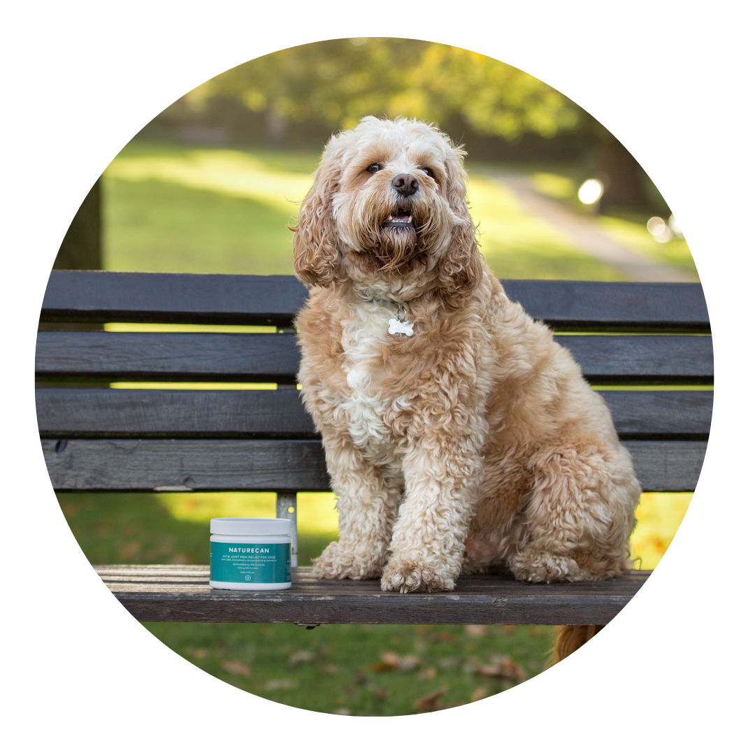 Circular Icon with dog sat on a bench