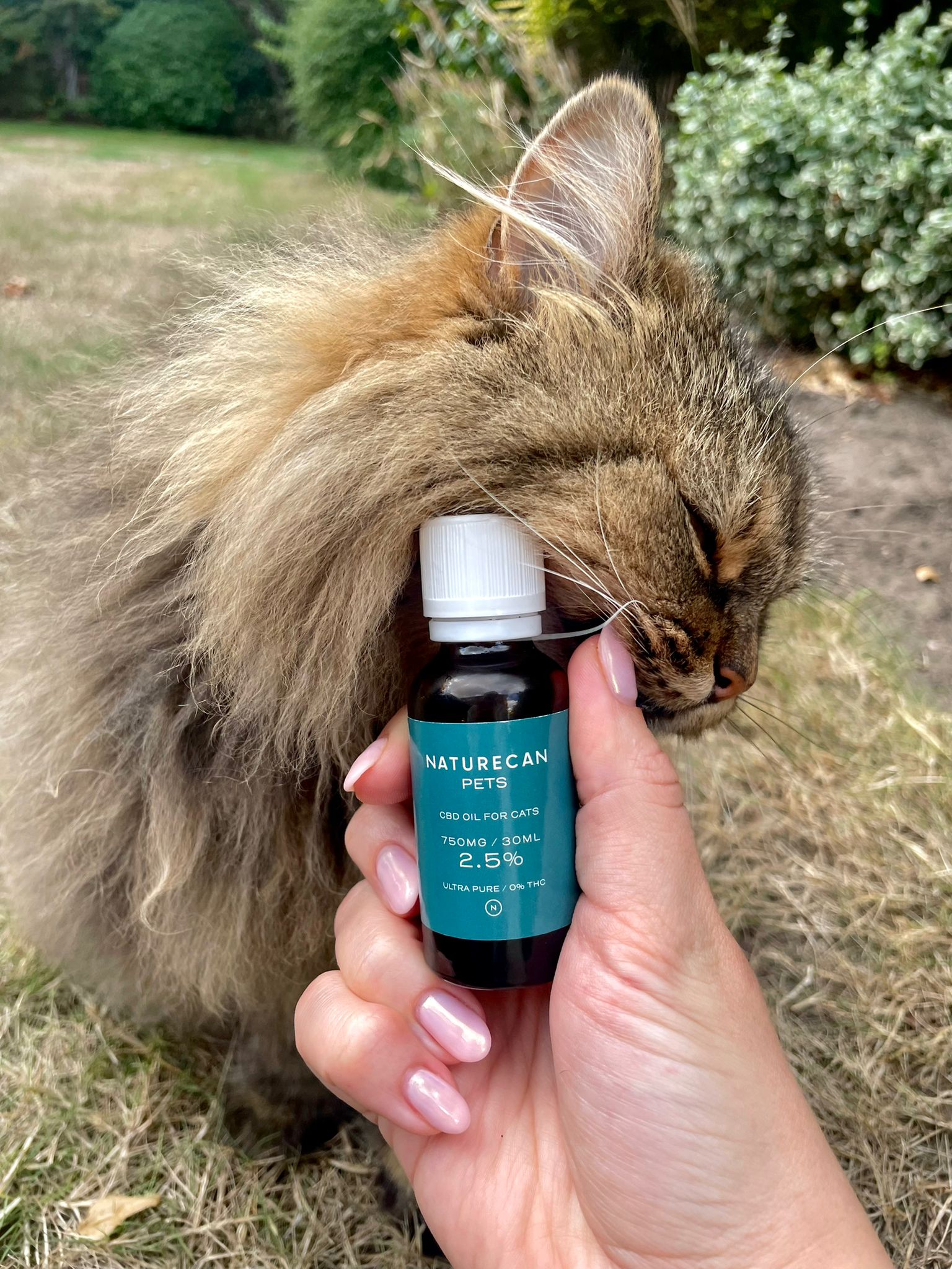 Lady holding CBD oil for cats and cat cuddling her hand
