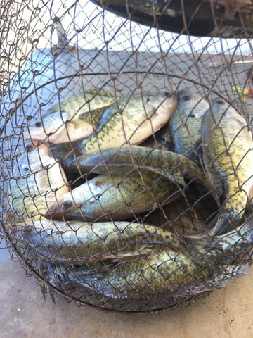 Night Fishing - 50 Crappie