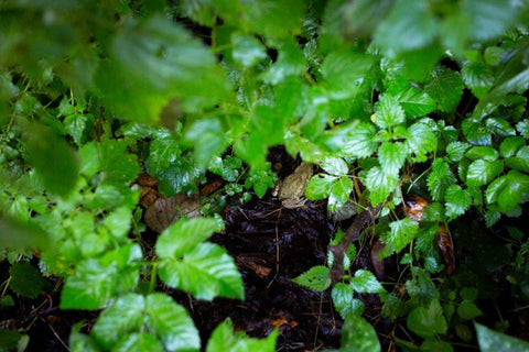 Nistkästen bieten für Vögel und Insekten im Winter Schutz.