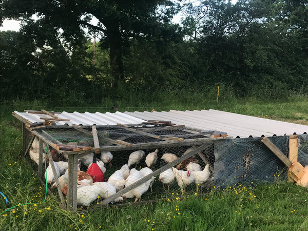 A chicken pen in a field with white chickens foraging for grass and bugs