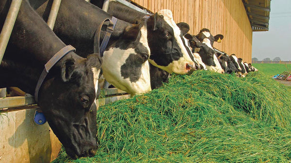 Cattle eating fresh, green grass at an indoor feed barrier