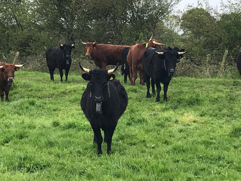 Black horned cow wearing a Nofence collar and looking to camera, red and black cattle in the background