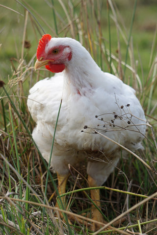 A portrait photograph of a white chicken with a red comb standing in a field of wild grass and wildflowers