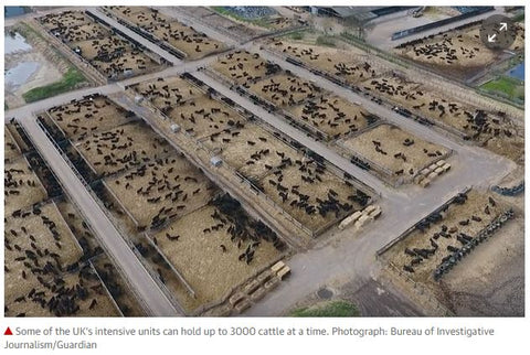 US beef feedlot from above