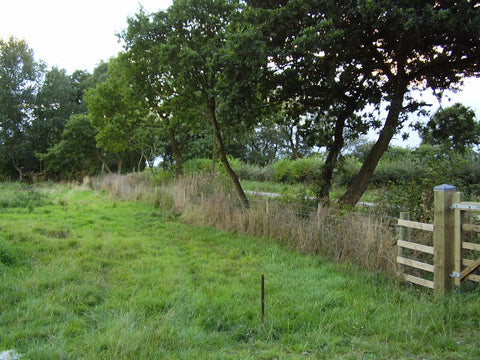2005; After coppicing the hedgerow, leaving only mature trees standing, it all looks very exposed