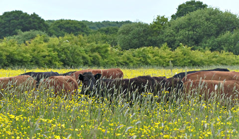 Grazing is key to everything we do