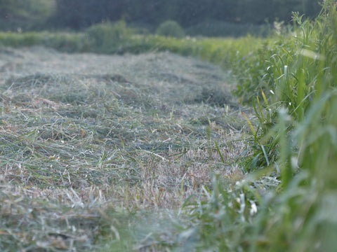 All our winter feed consists of is homegrown grass