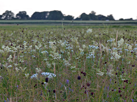 MG4 wildflower floodplain hay meadows in flower