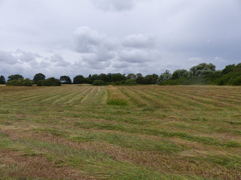 Uncut strips left for corncrakes to disperse before mowing the next day