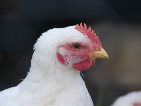 A picture of the face of a white chicken looking very handsome