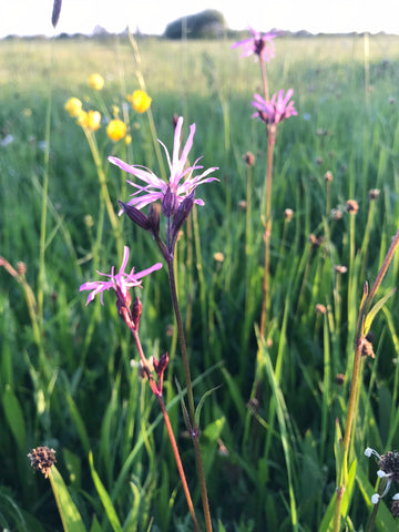 Pink flowers of Ragged Robin in a wildflower meadow 