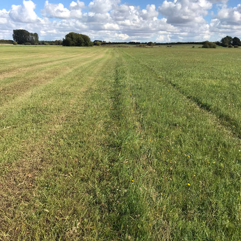 Ings meadow, cut on the right hand side, uncut on the left