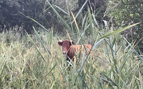 Red, horned Dexter cow looking to camera amid talls reeds with Alder trees and Alder Buckthorn bushes behind