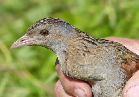 A corncrake held in the hand