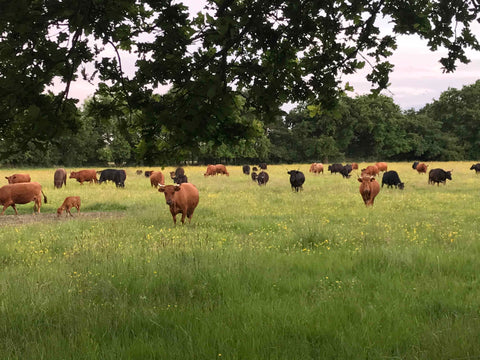 Red, black and dun Dexter cattle grazing in a meadow surrounded by oak trees
