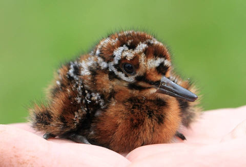 Snipe in the hand, image provided by the Lower Derwent Valley NNR