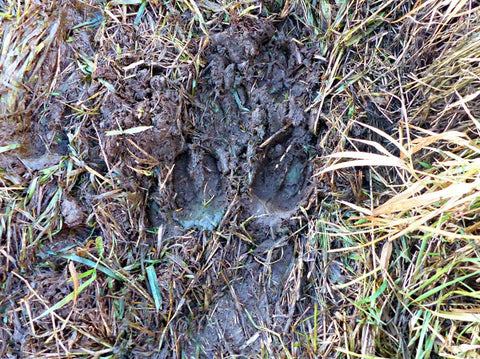 Hoof prints in trampled vegetation